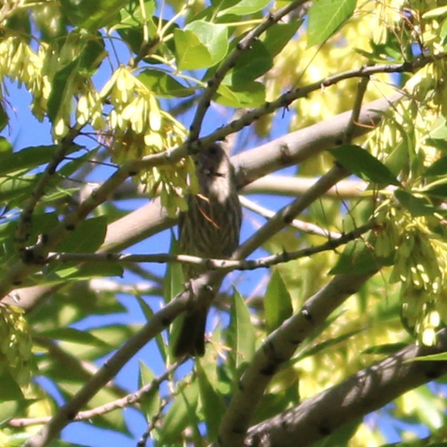 House Finch - ML641955307