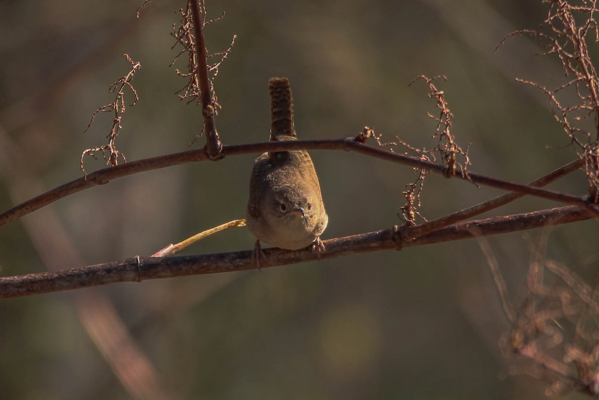 Northern House Wren - ML641955308