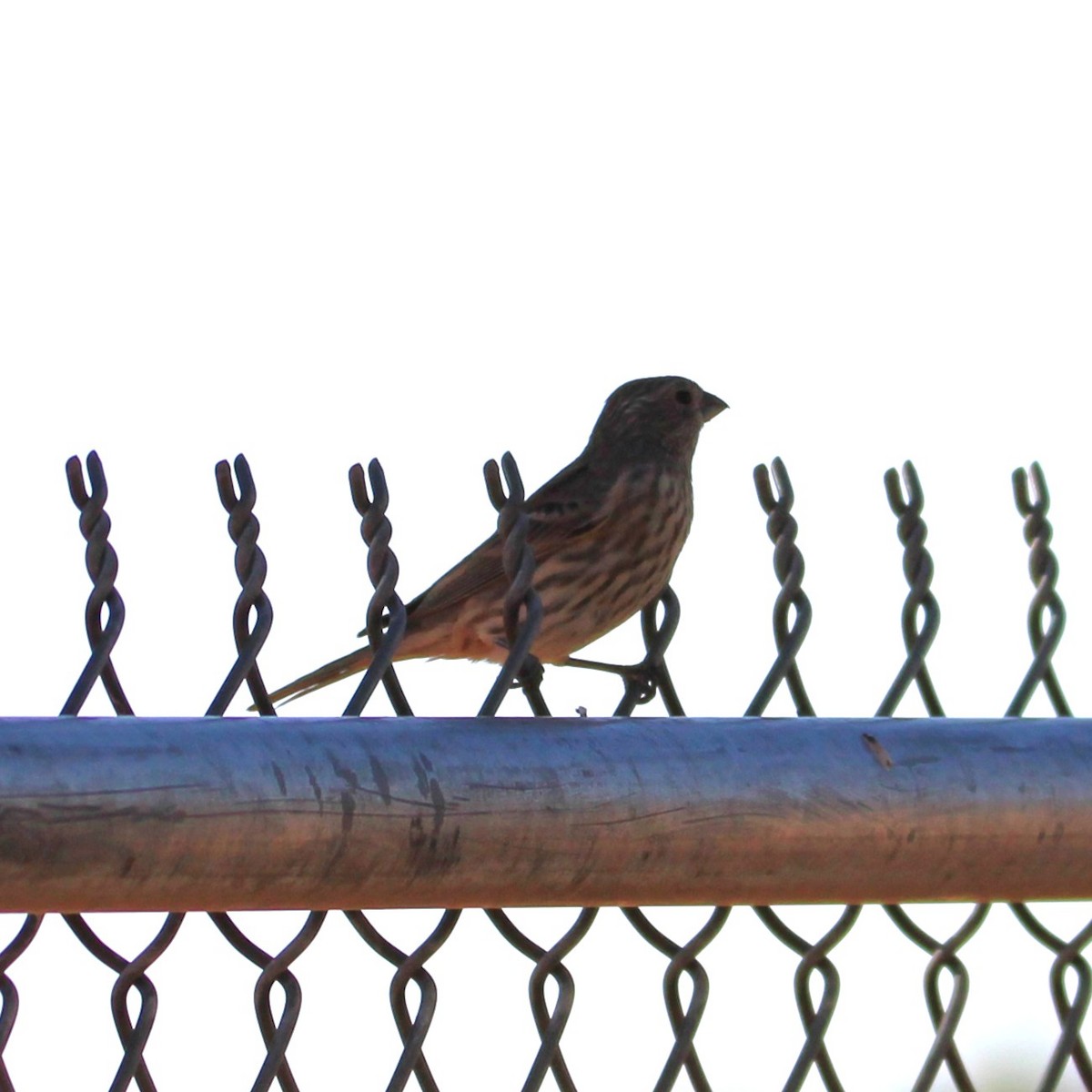 House Finch - ML641955309