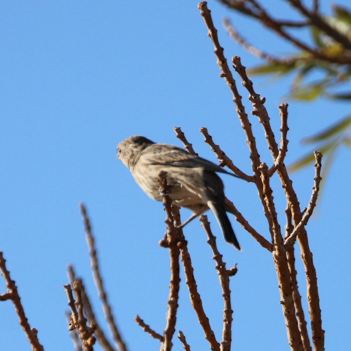 House Finch - ML641955312