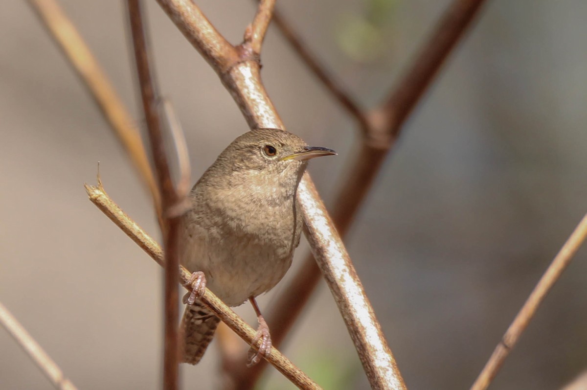 Northern House Wren - ML641955313