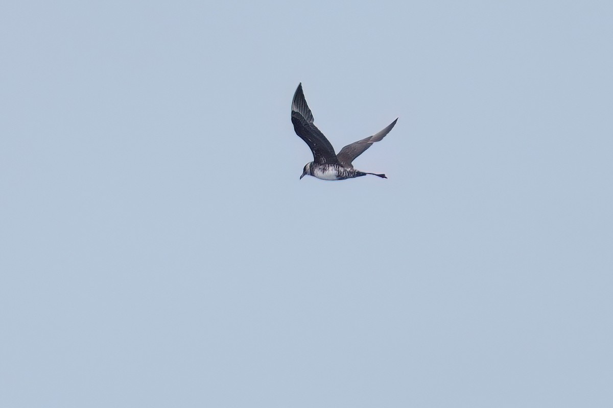 Pomarine Jaeger - ML641955314