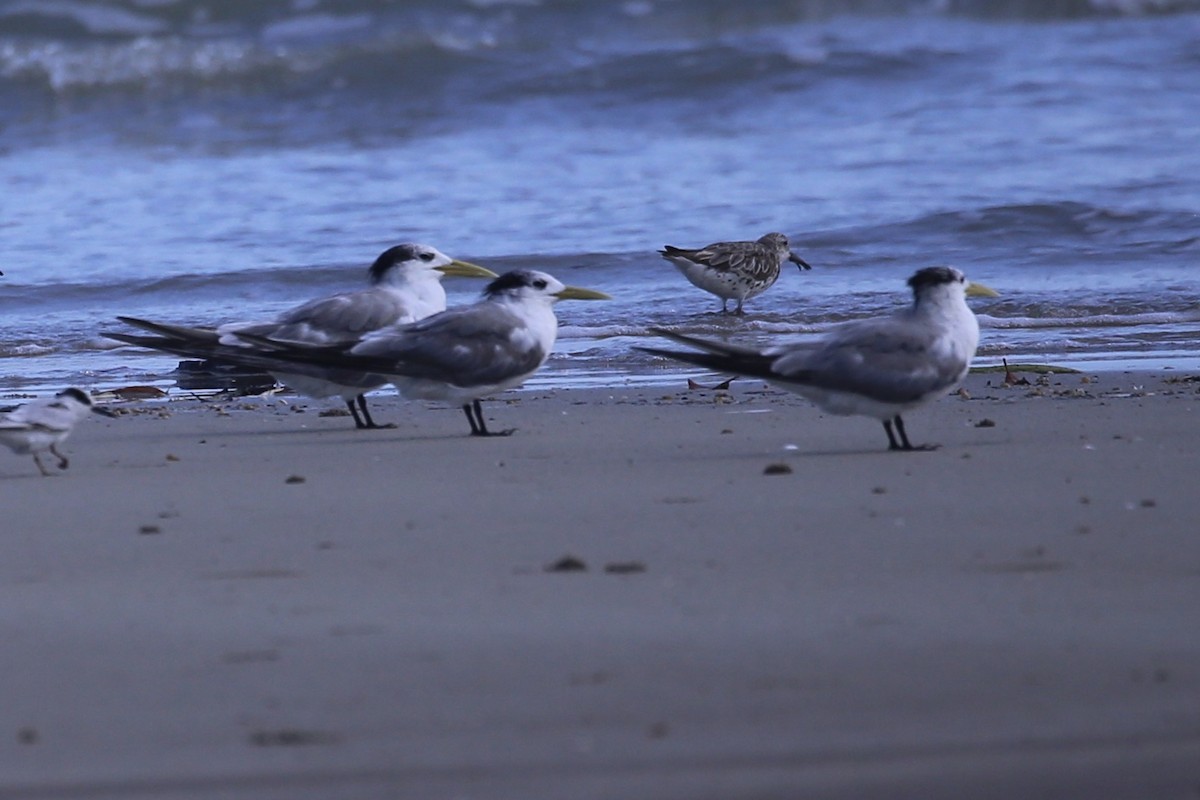 Great Crested Tern - ML641955341