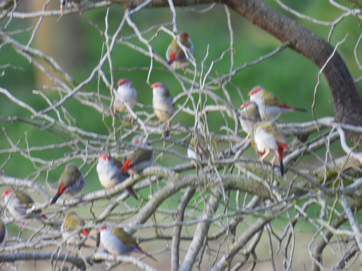 Red-browed Firetail - ML641955365