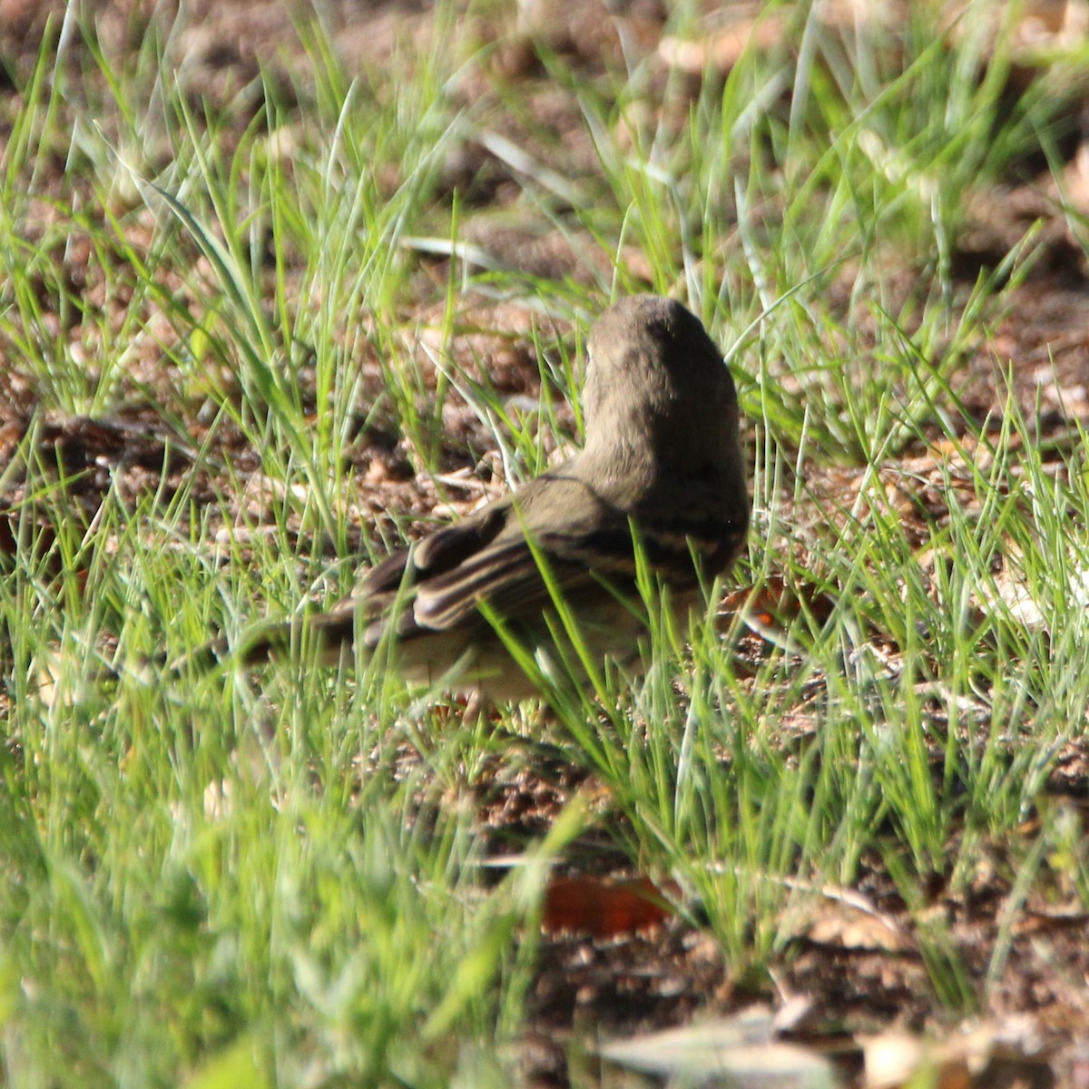 Western Flycatcher - ML641955368