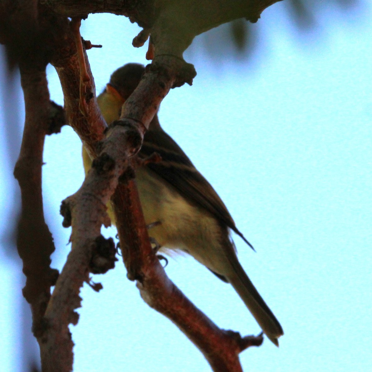 Western Flycatcher - ML641955369