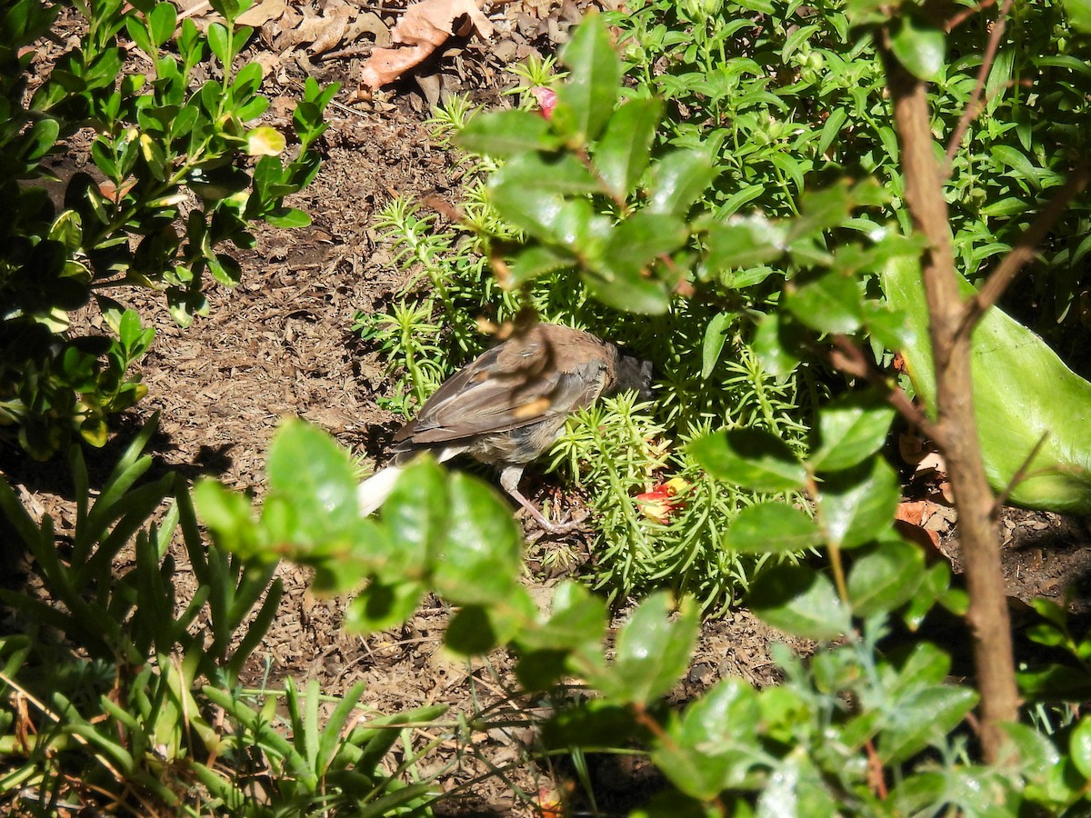 Dark-eyed Junco - ML641955377