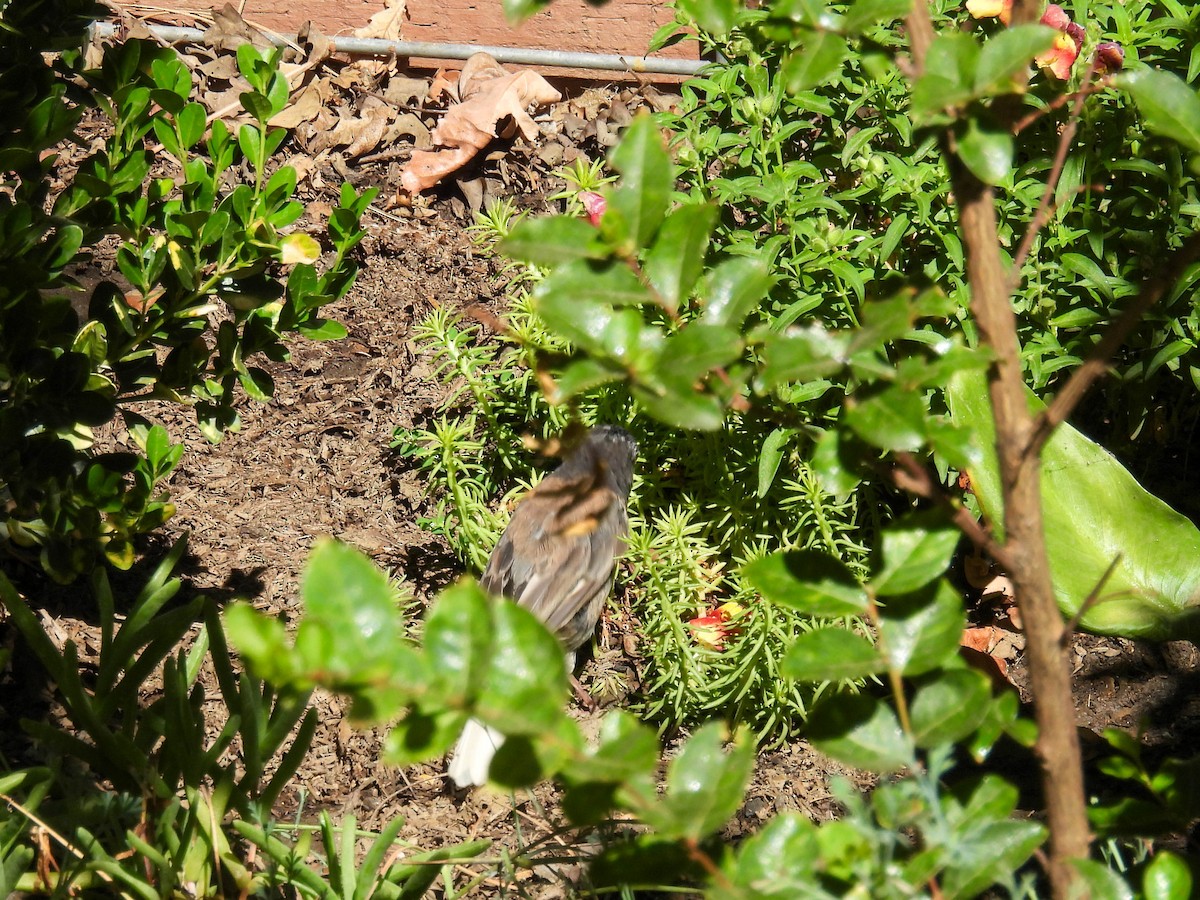 Dark-eyed Junco - ML641955378