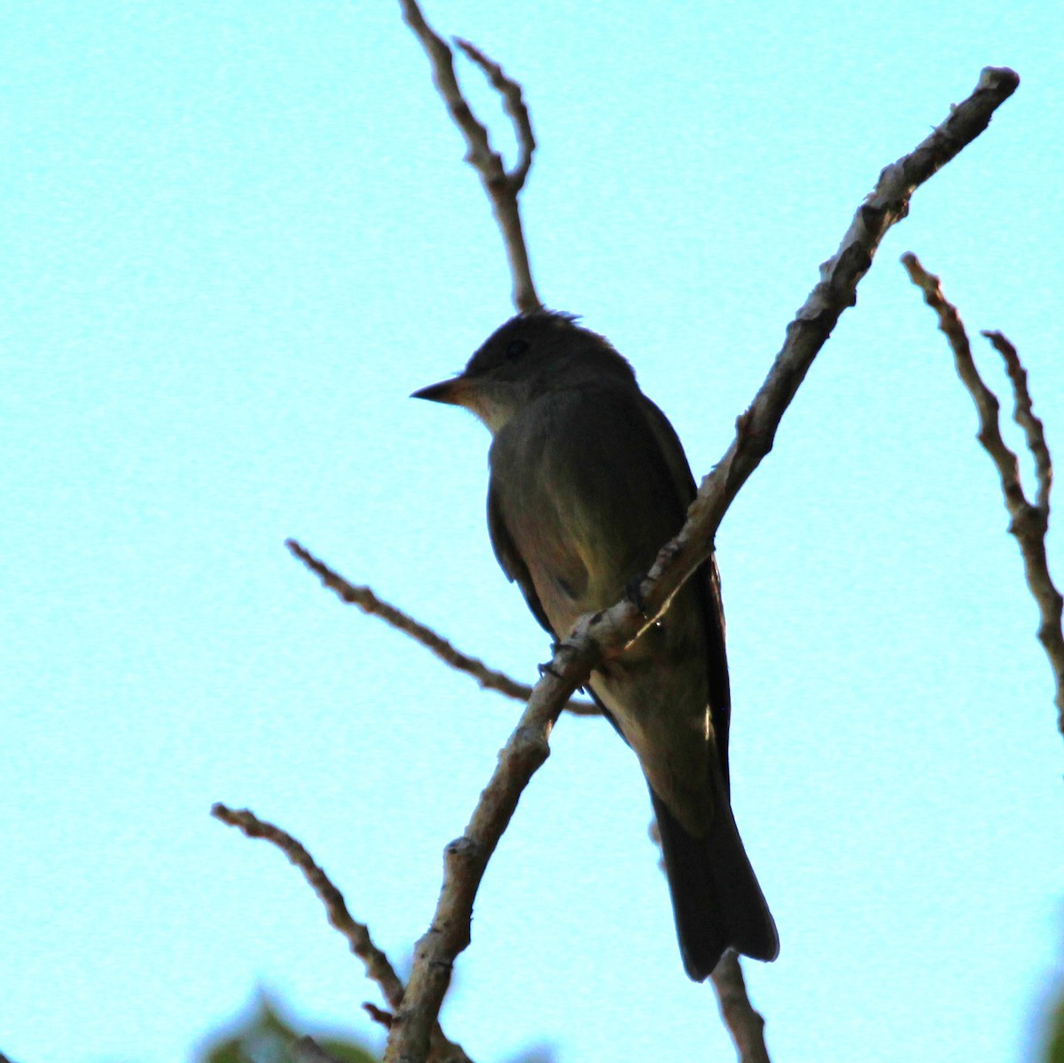 Blasskehl-Schnäppertyrann - ML641955404