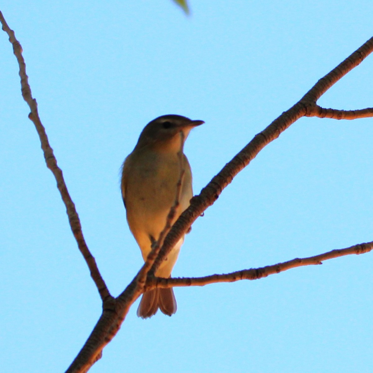 Sängervireo - ML641955409