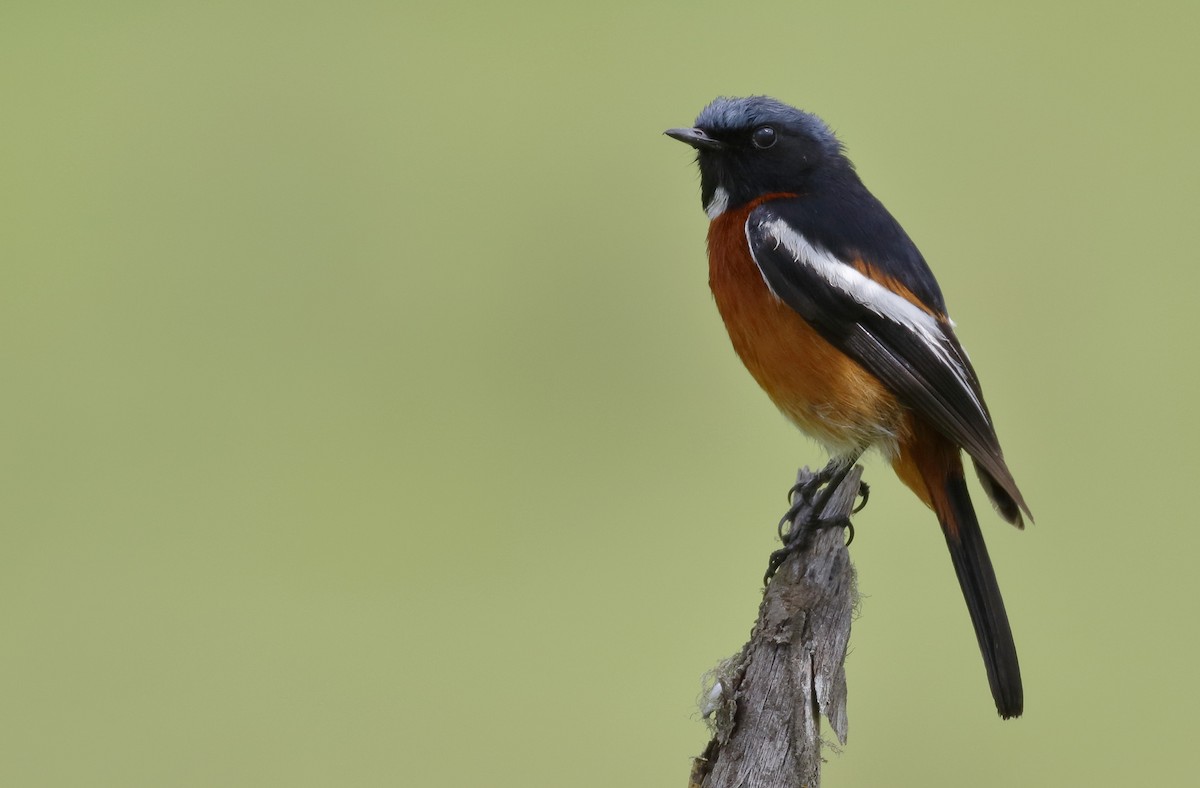 White-throated Redstart - Dave Curtis