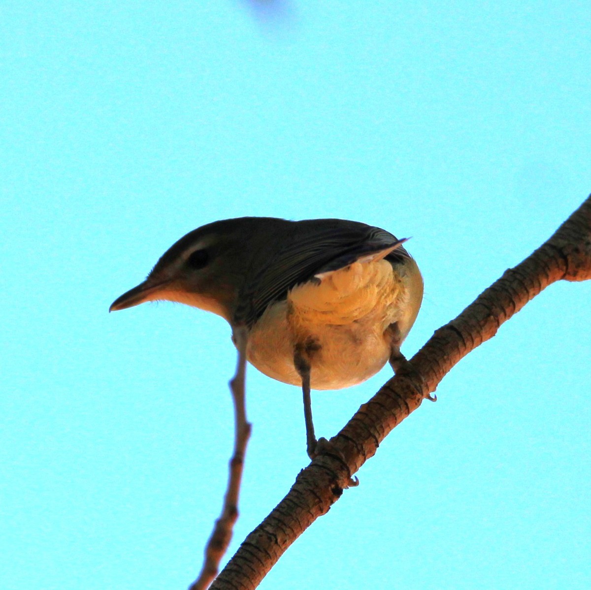Sängervireo - ML641955411