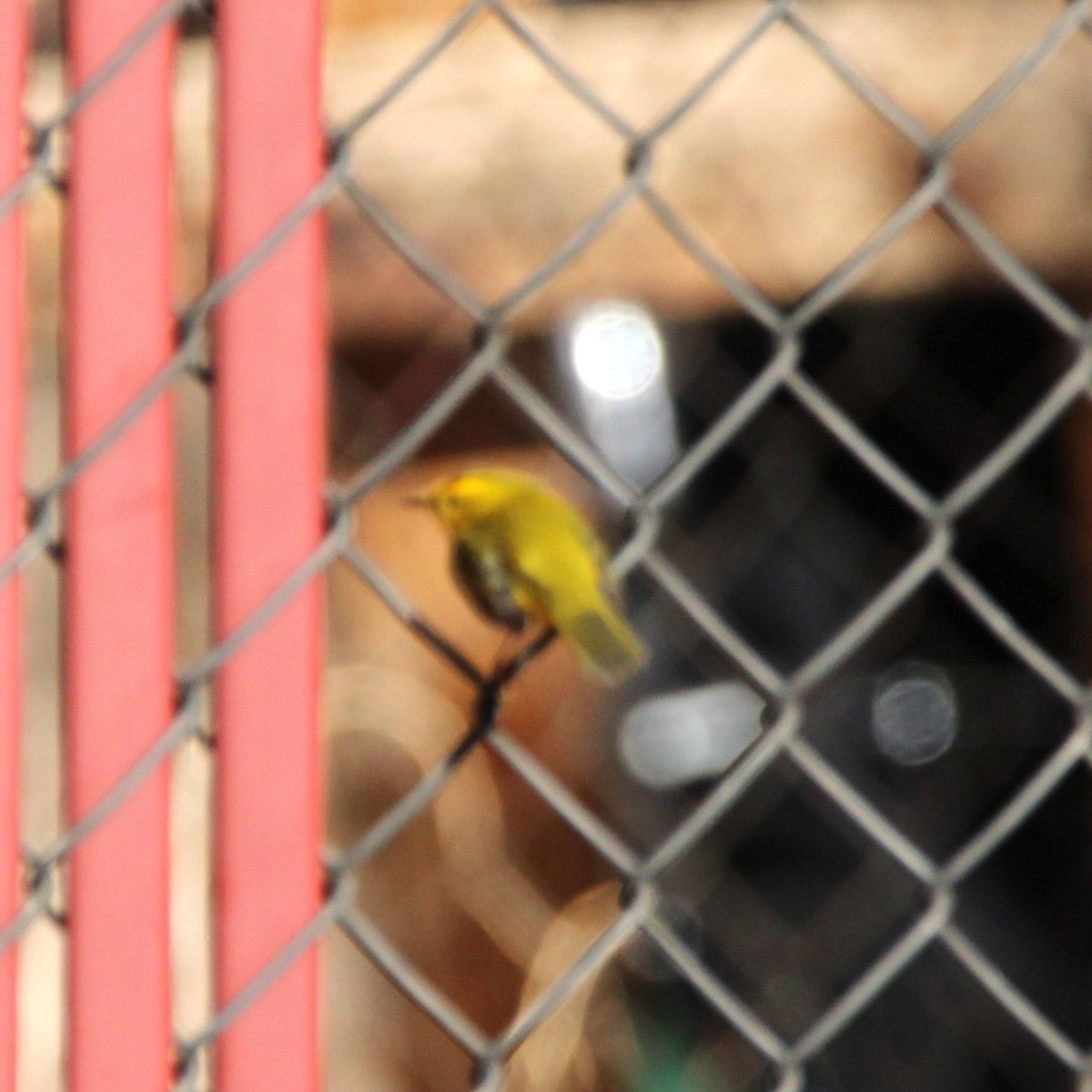 kalottparula - ML641955445