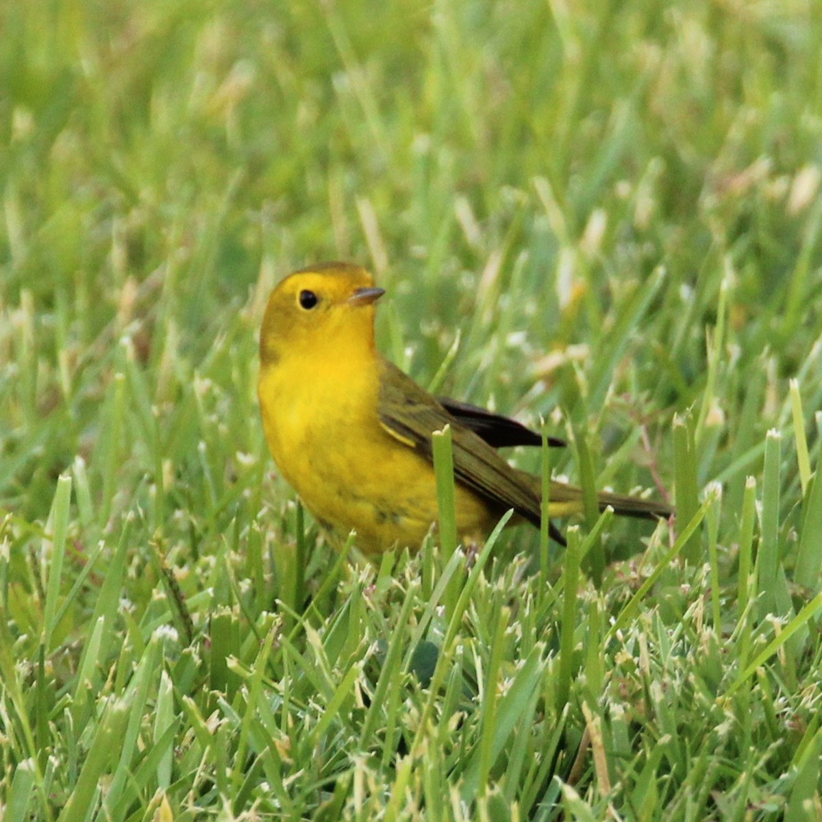kalottparula - ML641955449