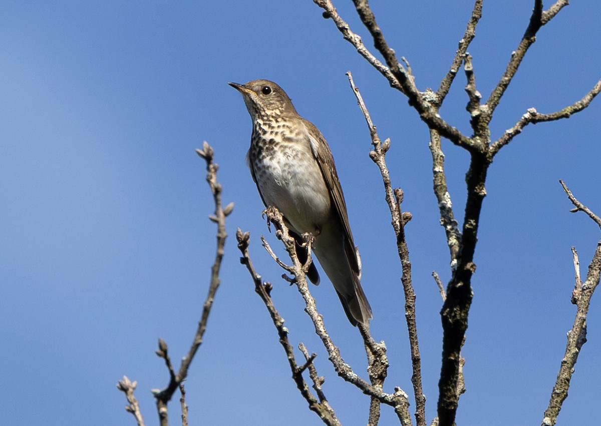 Zorzalito Carigrís - ML641955490