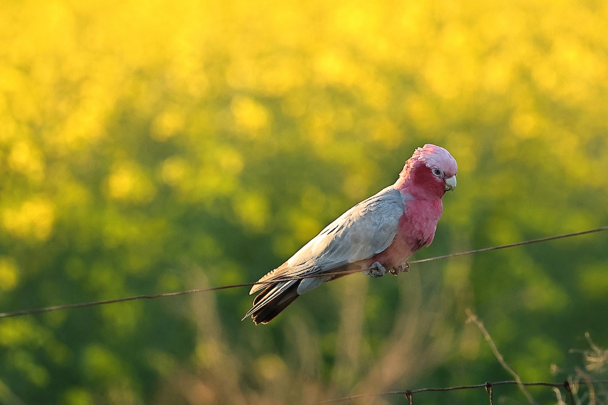 Galah - ML641955494
