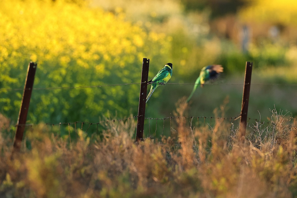 Australian Ringneck - ML641955497