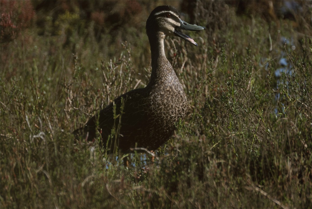 Pacific Black Duck - ML641955507