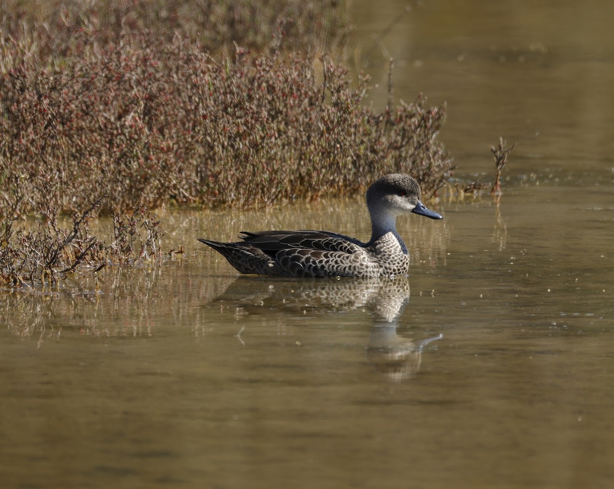 Gray Teal - ML641955508