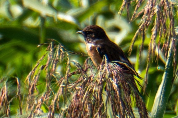 Amur Stonechat - ML641955509