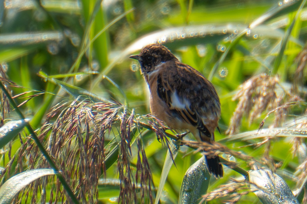 Amur Stonechat - ML641955510