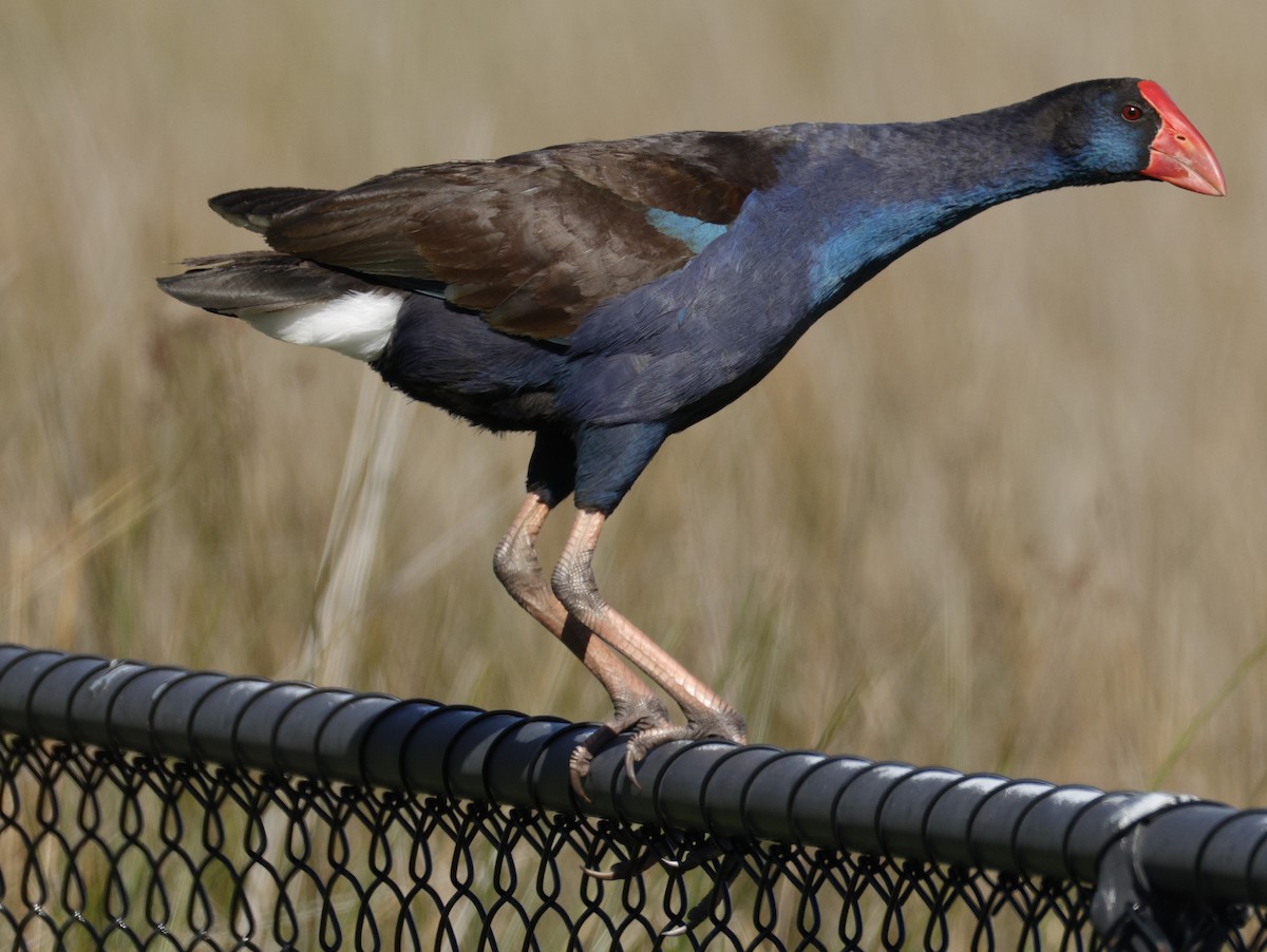 Australasian Swamphen - ML641955511