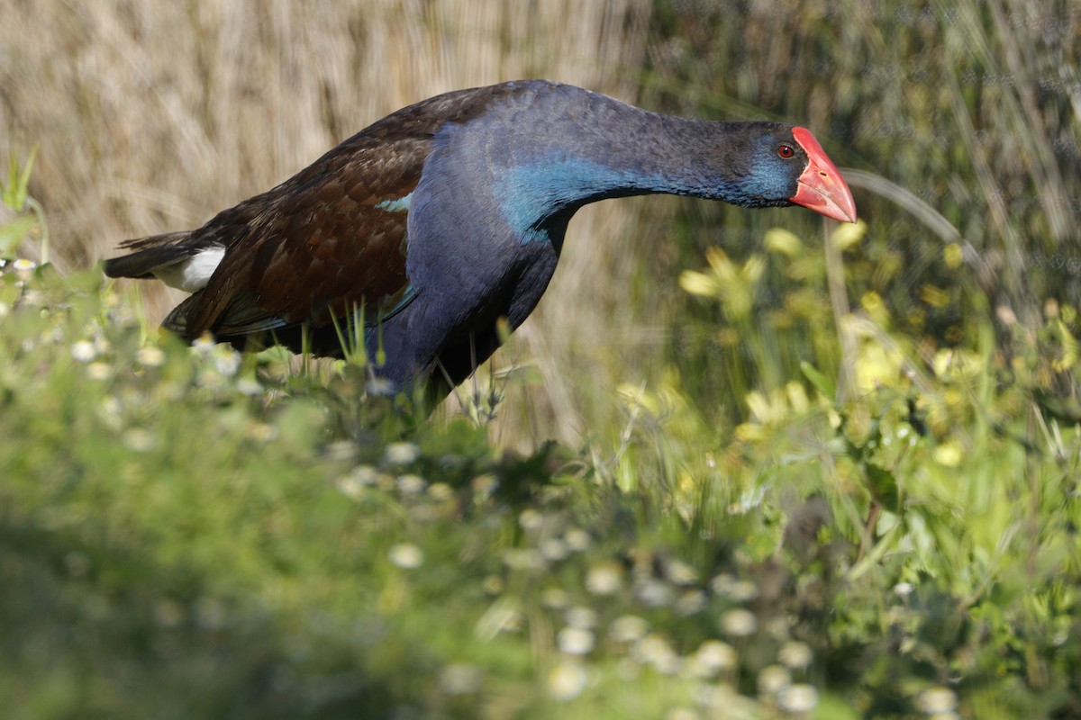Australasian Swamphen - ML641955512