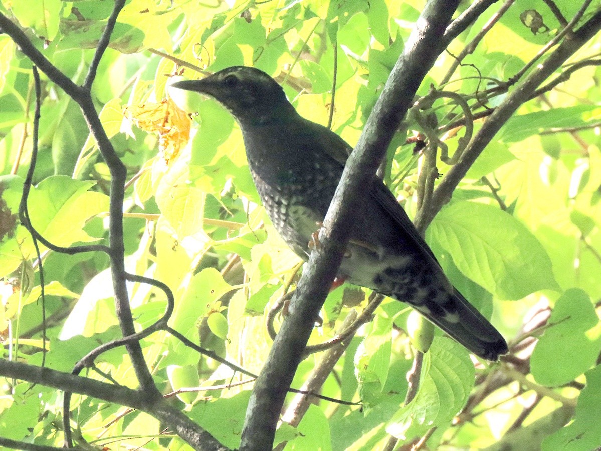 Siberian Thrush - ML641955513