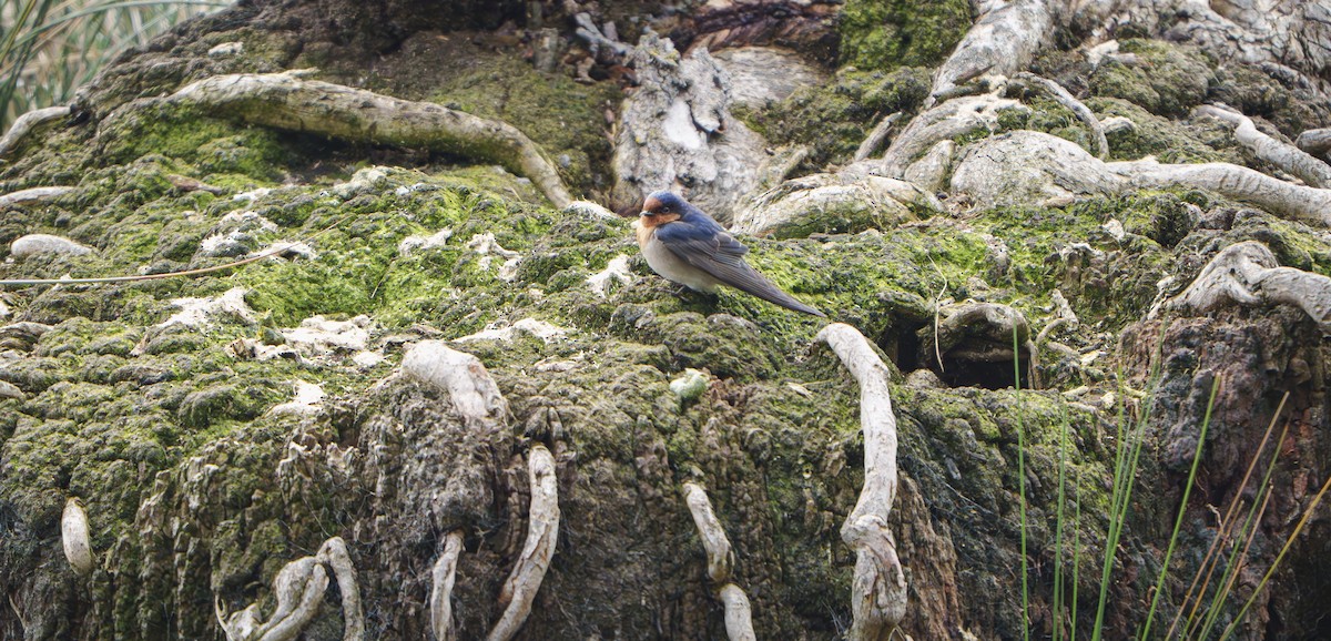 Welcome Swallow - ML641955514