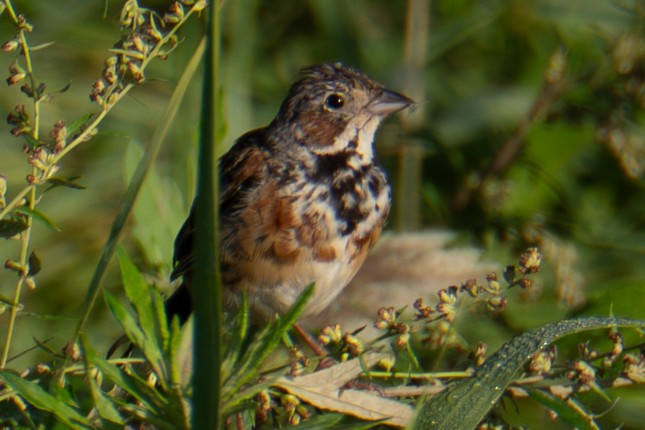 Chestnut-eared Bunting - ML641955516