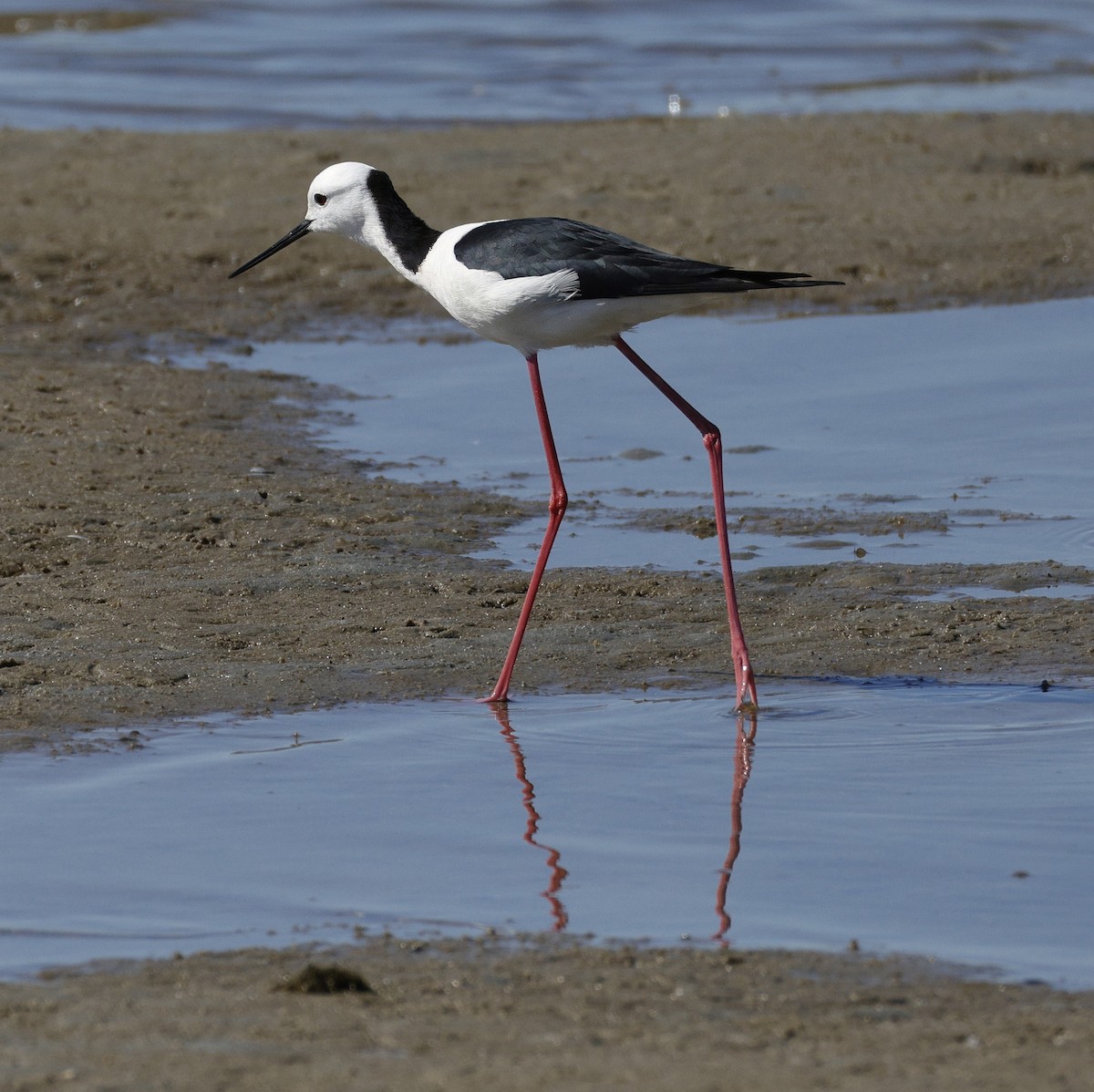 Pied Stilt - ML641955518