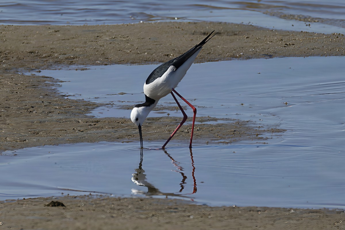 Pied Stilt - ML641955519