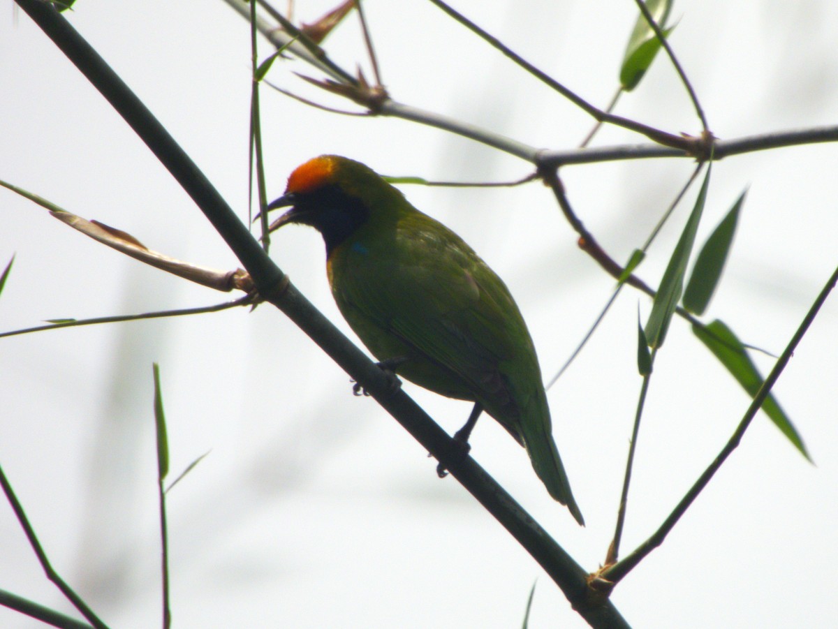 Verdin à front d'or - ML641955521