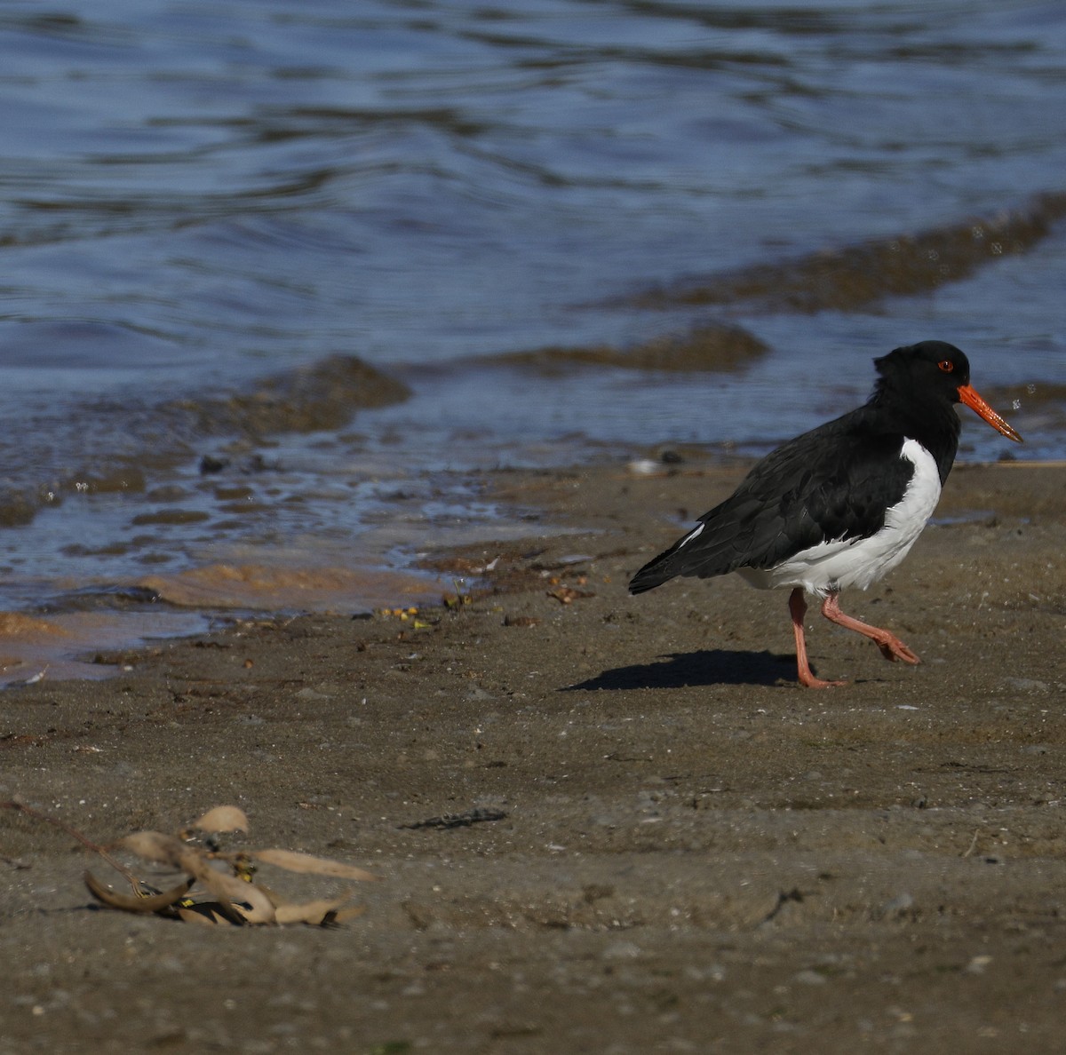 Pied Oystercatcher - ML641955524