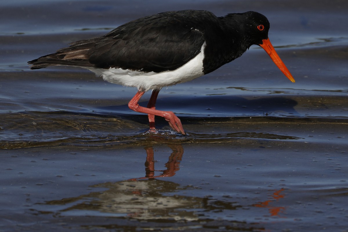 Pied Oystercatcher - ML641955525