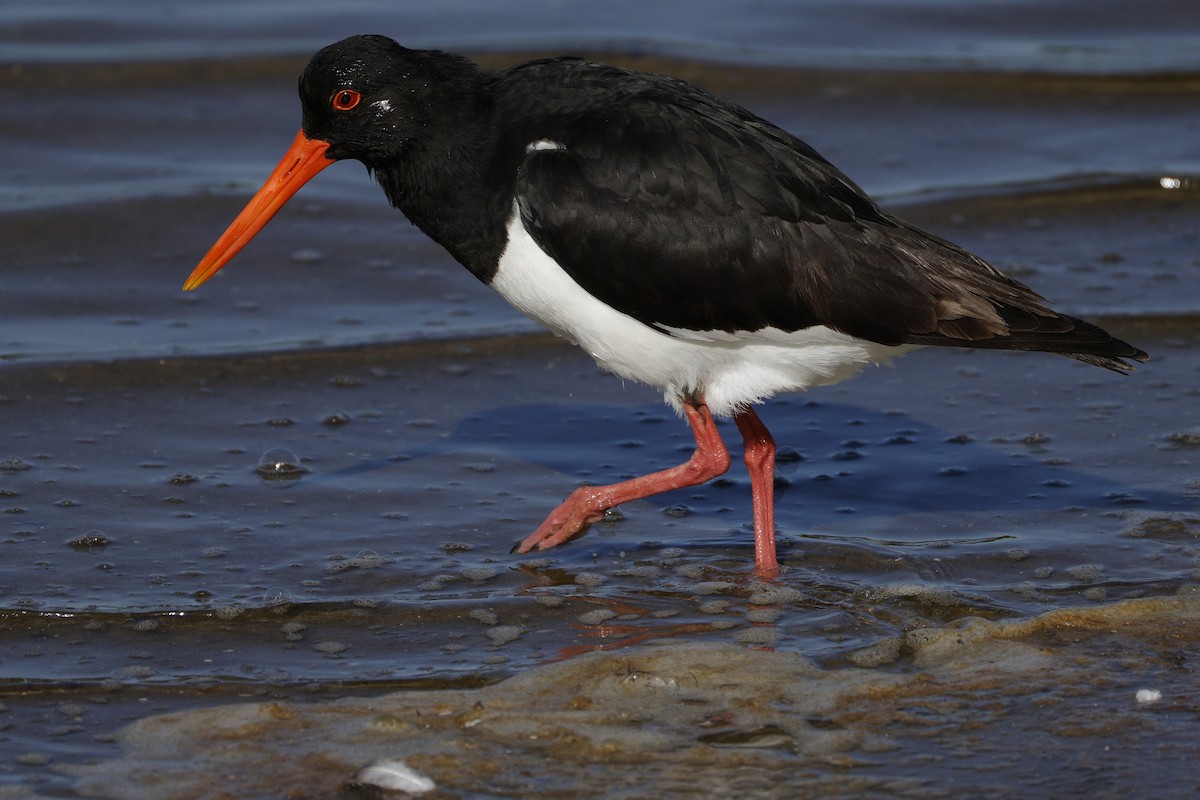 Pied Oystercatcher - ML641955526