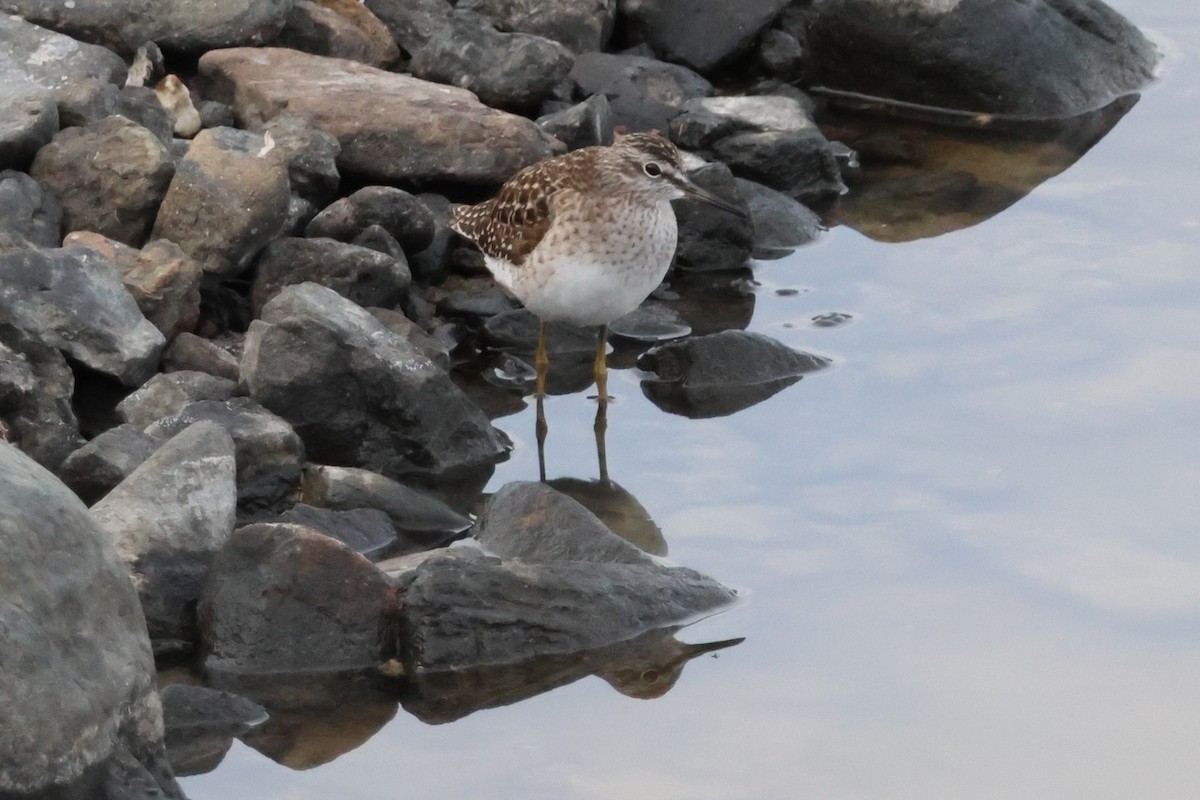 Wood Sandpiper - ML641955527