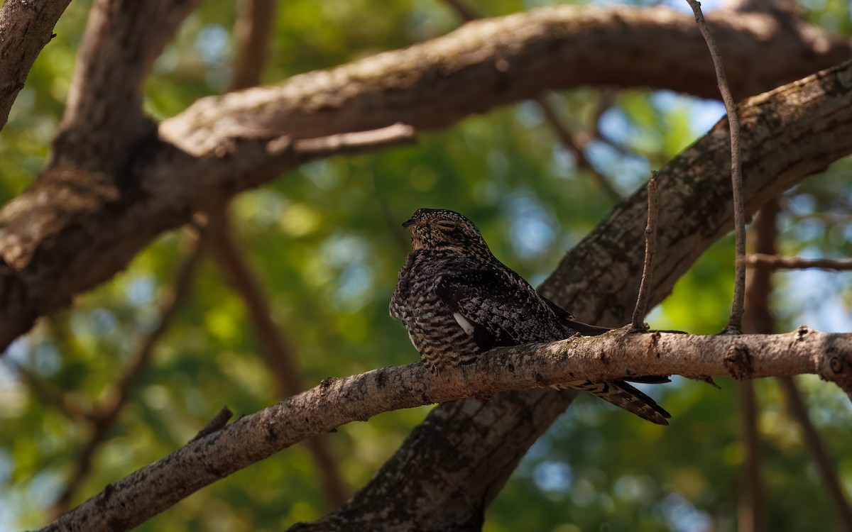 Common Nighthawk - ML641955528