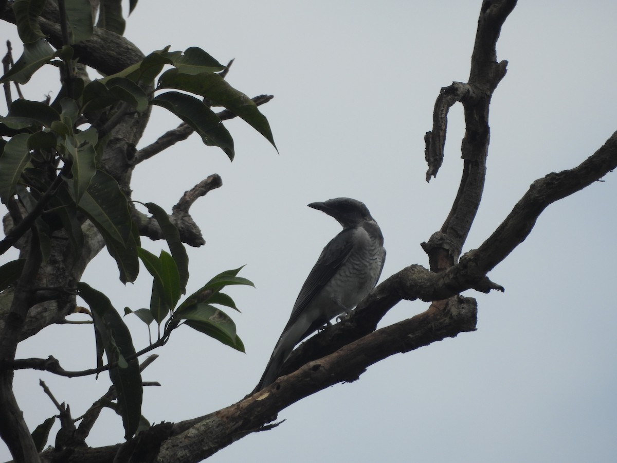 Indian Cuckooshrike - ML641955529