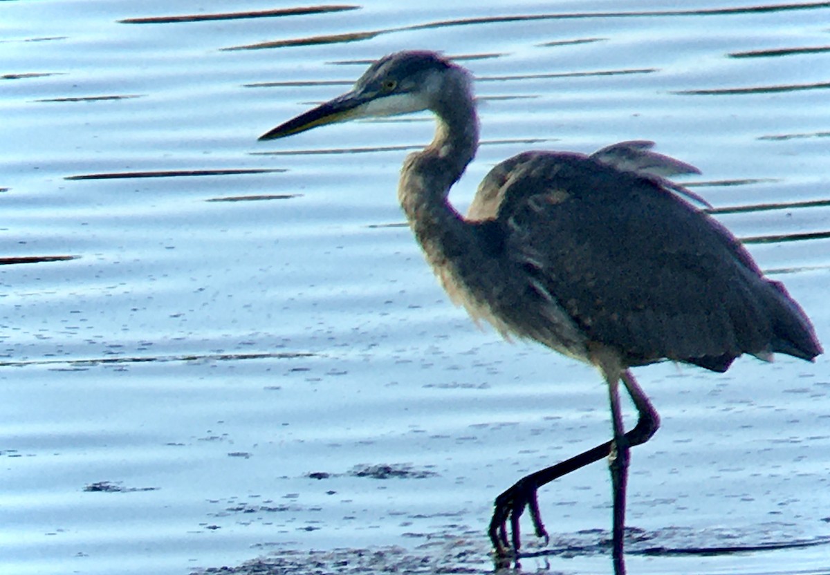 Great Blue Heron - ML641955530