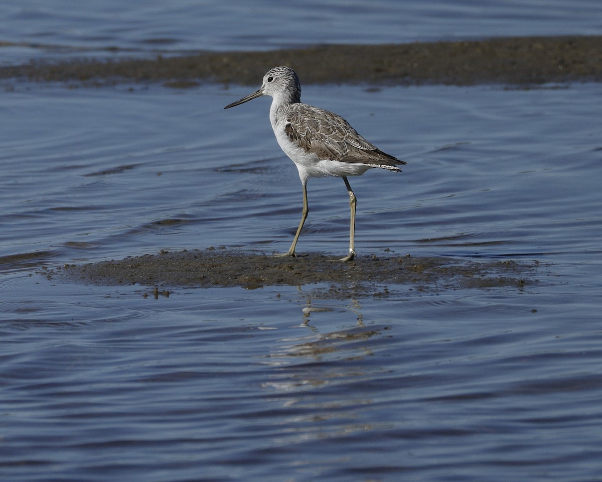 Common Greenshank - ML641955531
