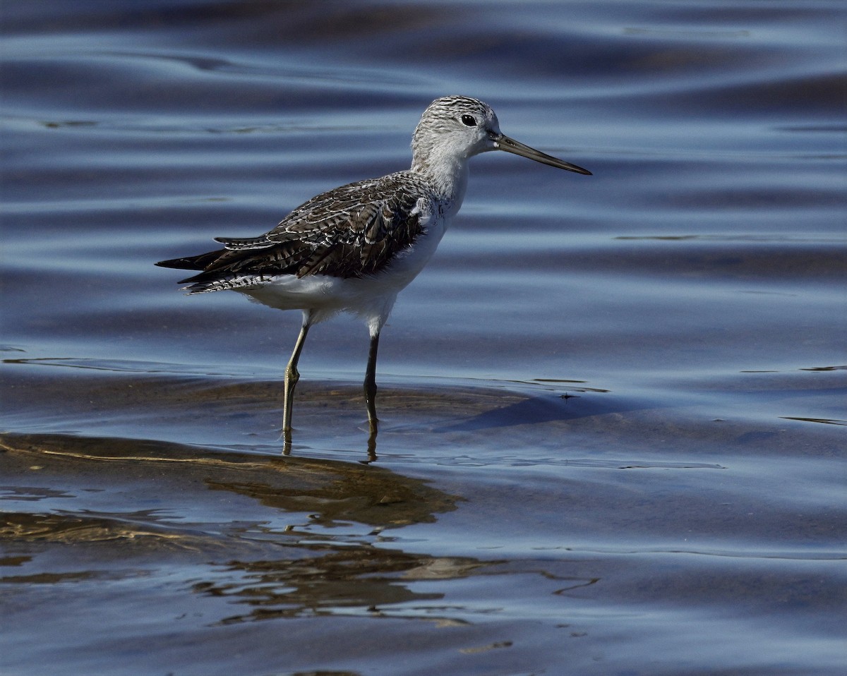 Common Greenshank - ML641955532