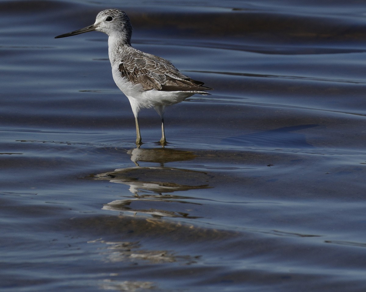 Common Greenshank - ML641955533