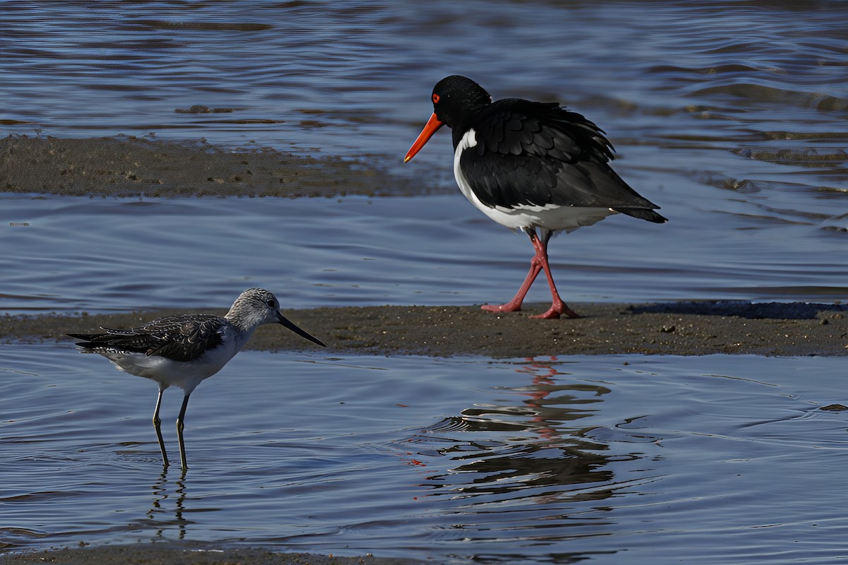 Common Greenshank - ML641955534