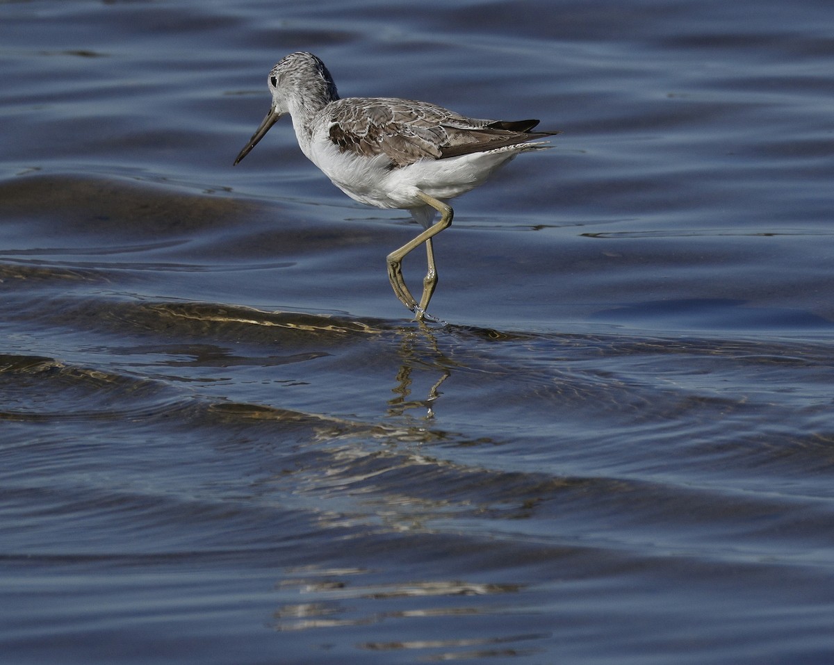 Common Greenshank - ML641955535