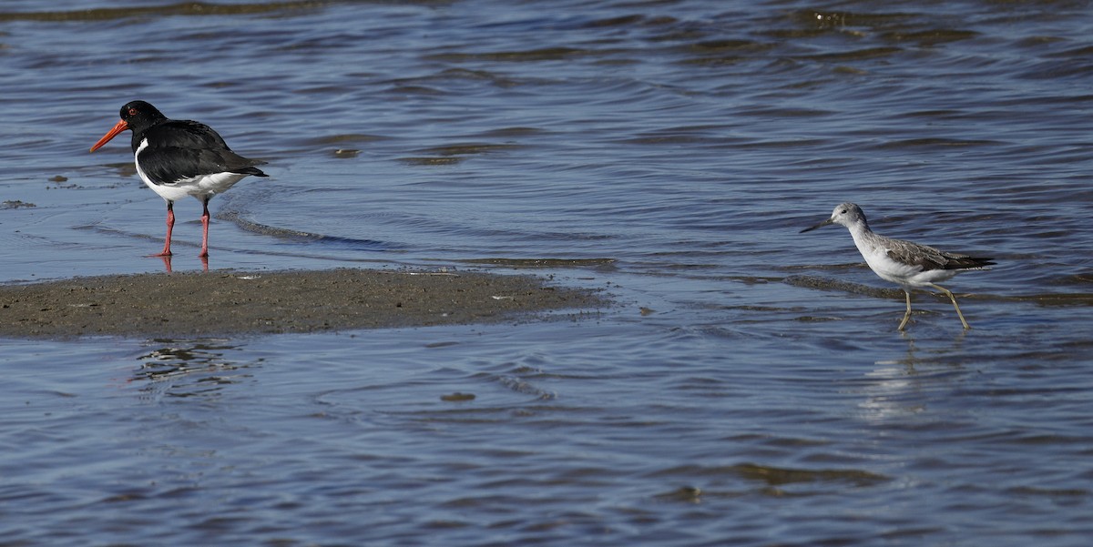 Common Greenshank - ML641955536