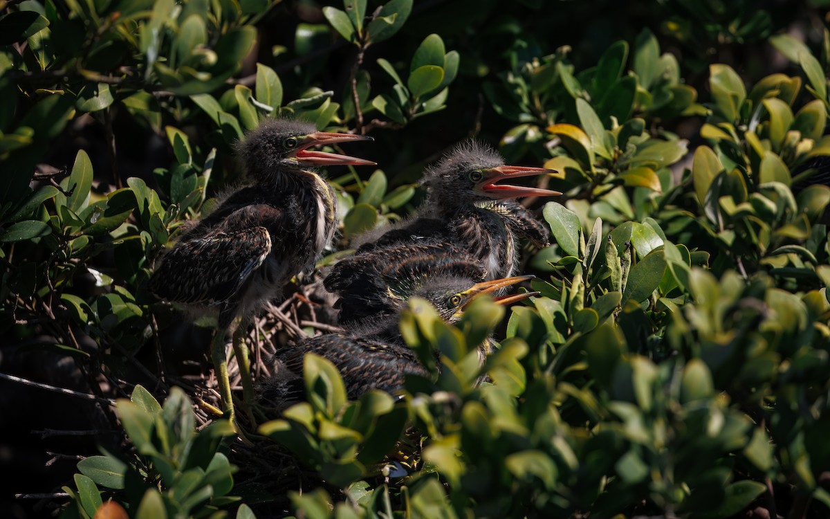 Green Heron - ML641955537