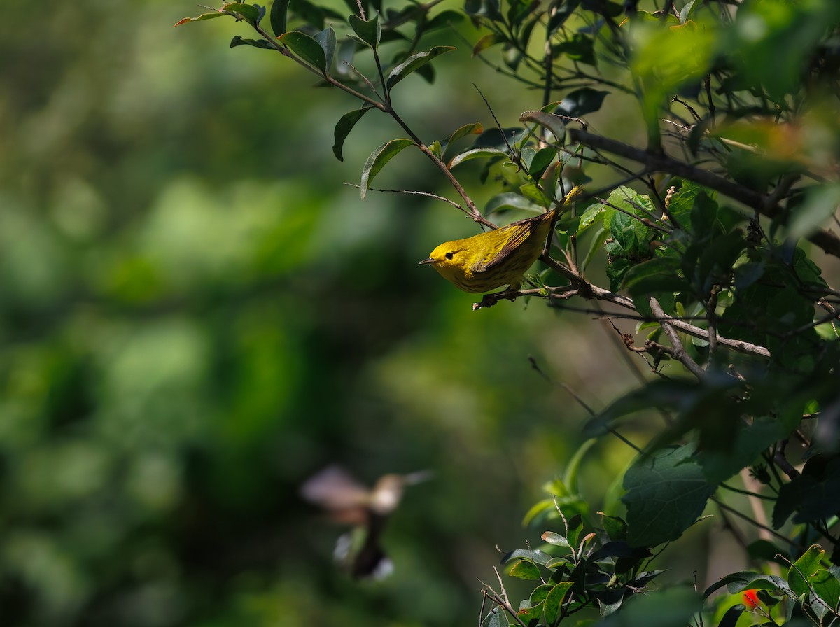 Yellow Warbler - ML641955538
