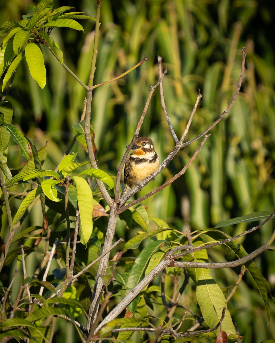 Russet-throated Puffbird - ML641955550