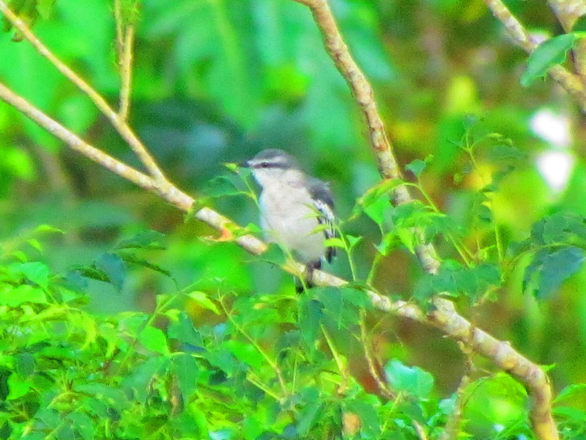 Pied Triller - ML641955556